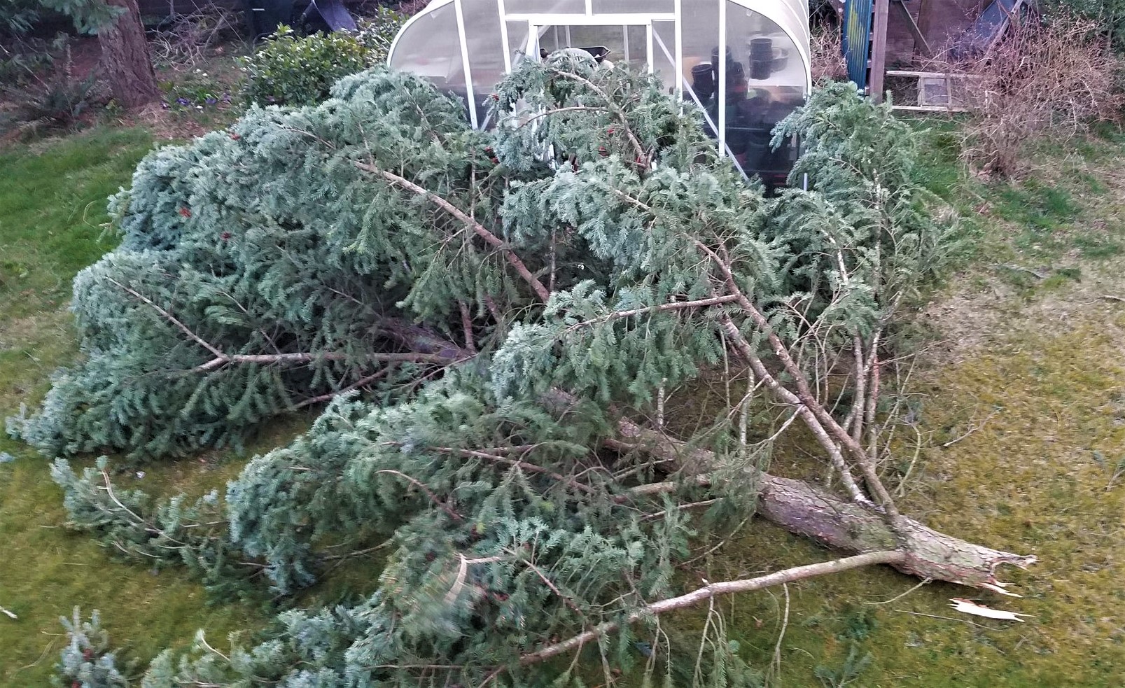 Powerful winds dropped a broken tree top in an Aquarius neighborhood backyard (March 14, 2020). Photo courtesy of Beth Marsau