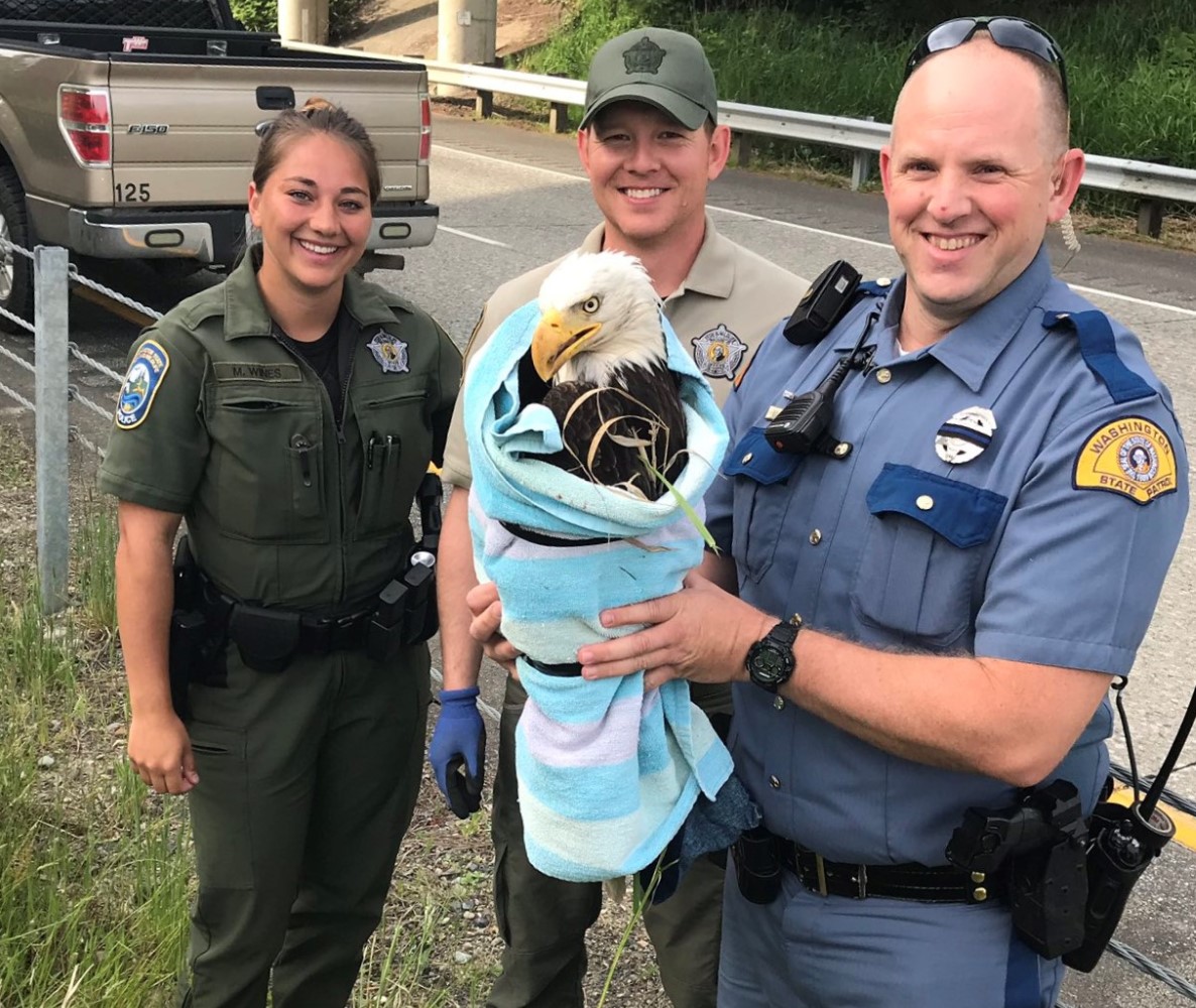 Trooper Boon and Trooper Lee with the assistance of WDFW Officer Wines and Officer Kimball, rescuing an injured bald eagle on I-5 near Blaine (May 29, 2020). Photo: WSP via twitter