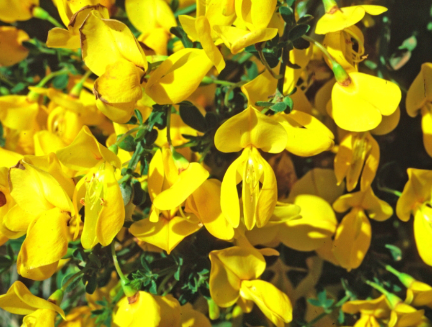Scotch broom blooms. Source: Washington State Noxious Weed Control Board