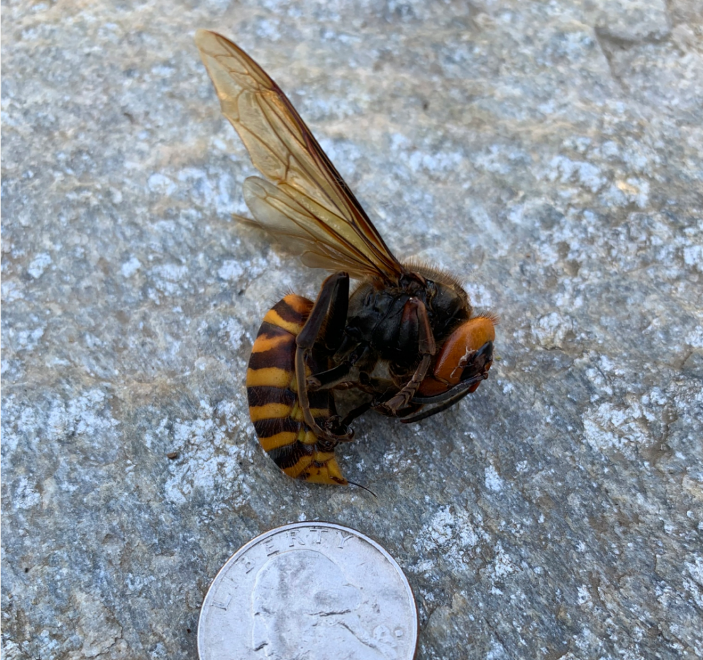 Dead Asian giant hornet found near Custer (May 27, 2020). Source: WSDA Photo: Joel Nielsen