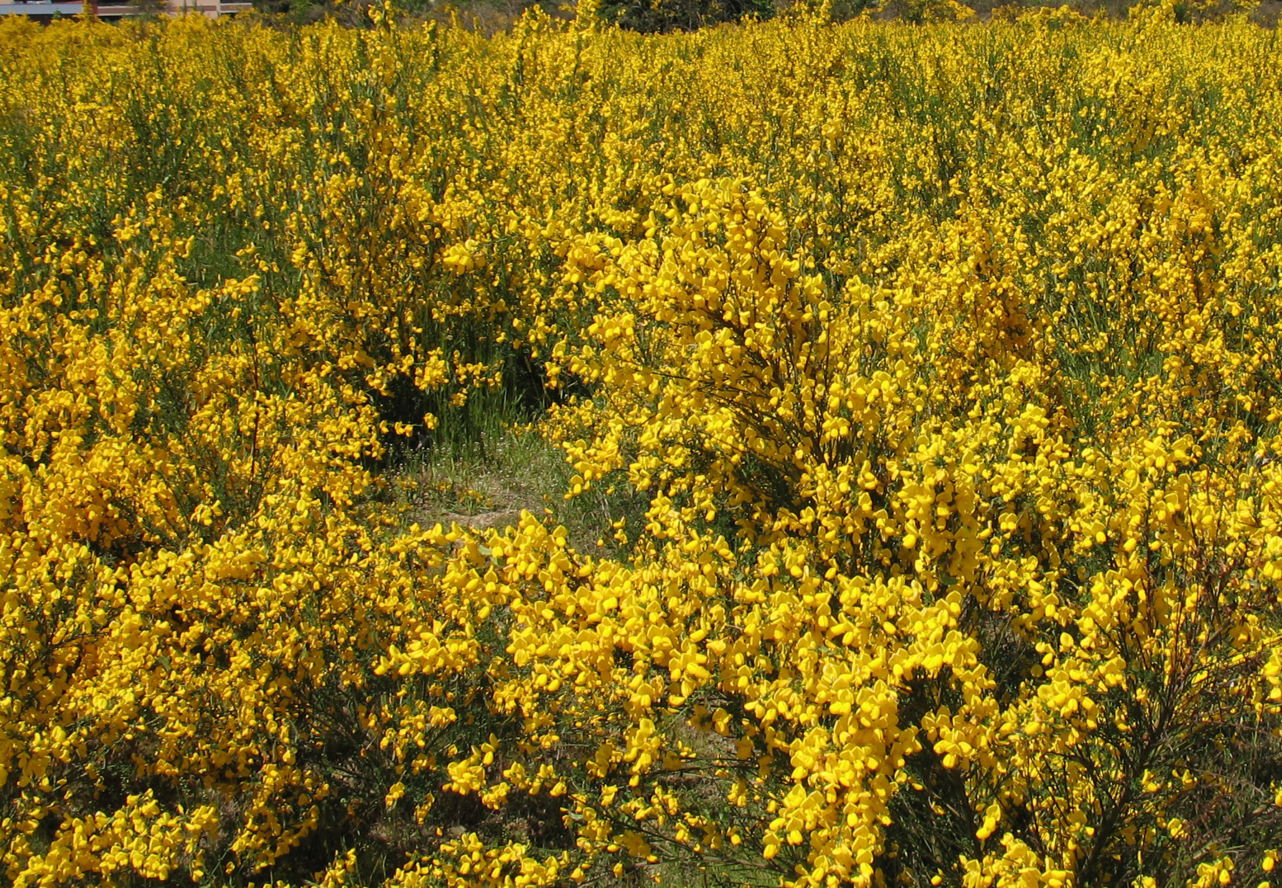 Scotch broom. Source: Washington State Noxious Weed Control Board