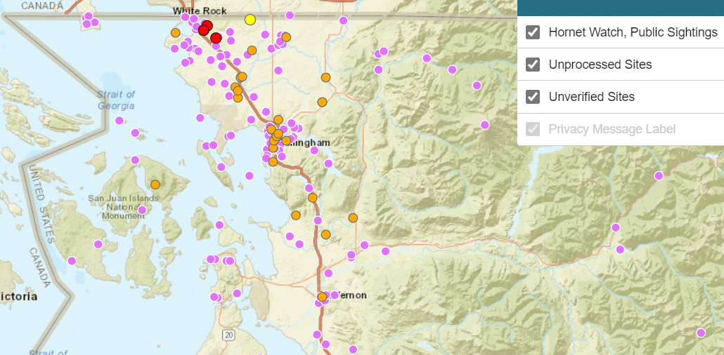 Map of reported Asian giant hornet sightings received by WSDA as of May 29, 2020. Source: WSDA