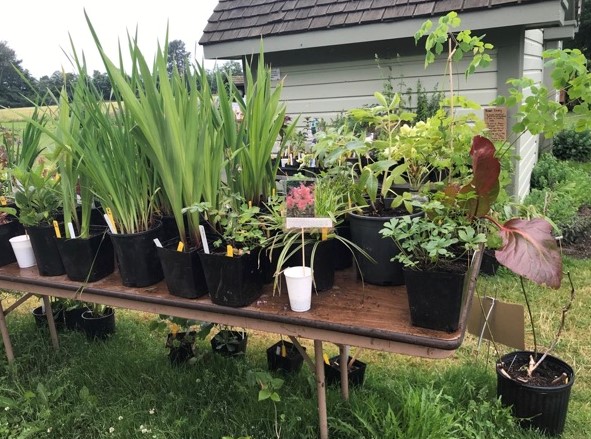 Whatcom Master Gardeners plant sale table (June 2020). Courtesy of Whatcom County Master Gardeners