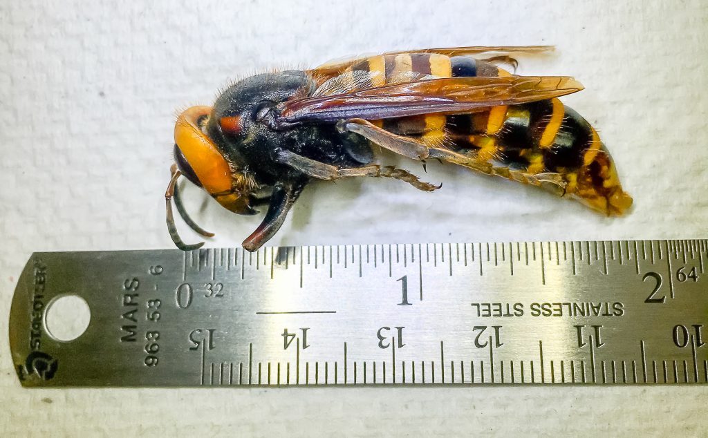 Photo of an Asian giant hornet trapped in Birch Bay on July 14, 2020. Source: WSDA