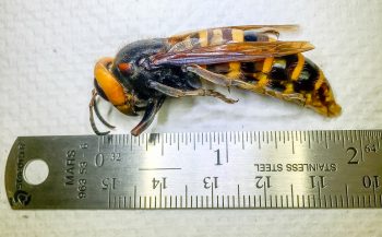 Photo of an Asian giant hornet trapped in Birch Bay on July 14, 2020. Source: WSDA