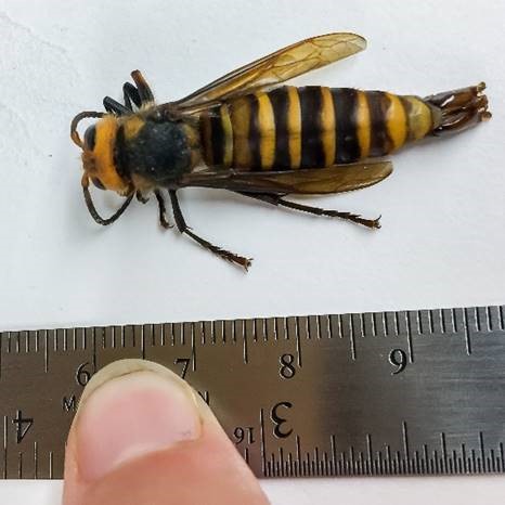 Photo of a male Asian giant hornet trapped in Custer on July 29, 2020. Source: WSDA