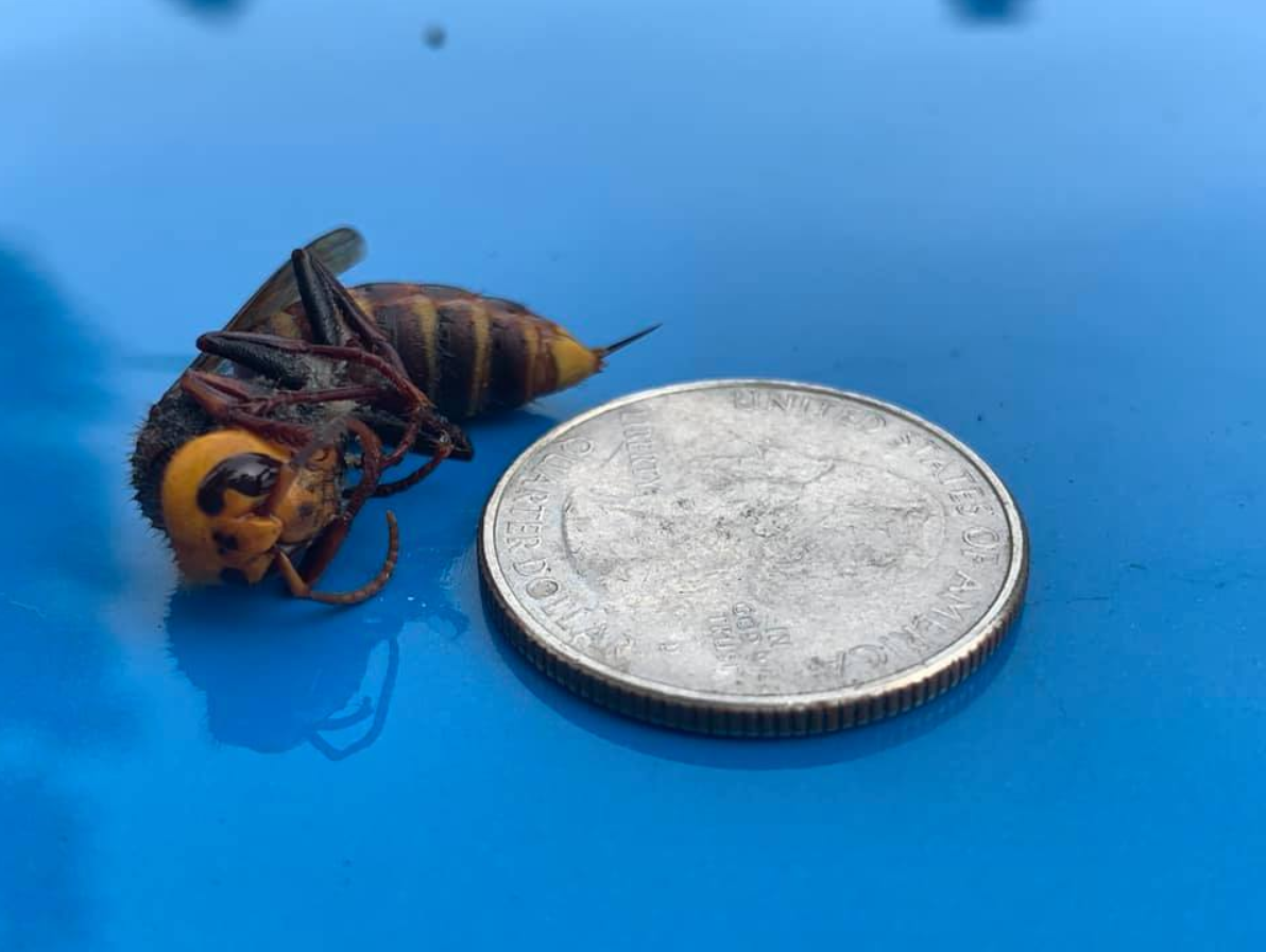 Asian giant hornet captured in a trap near Birch Bay (August 20, 2020). Photo: WSDA