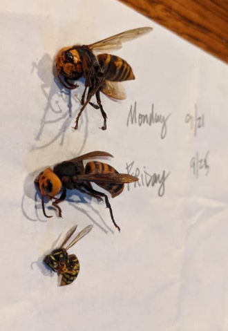 2 Asian giant hornet specimens found in Blaine, WA alongside a common yellow jacket wasp (September 2020). Source: Washington State Department of Agriculture