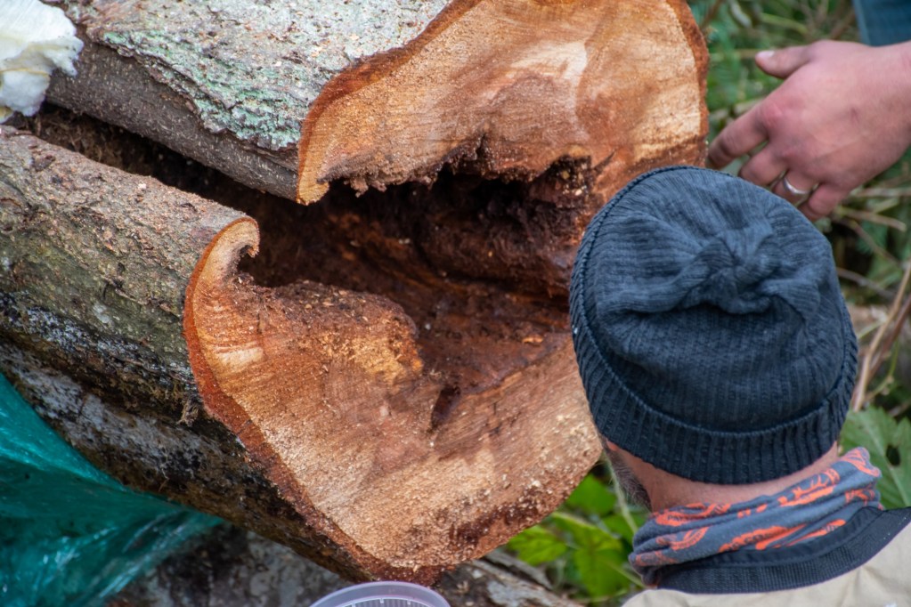 WSDA entomologist peers into the section of a tree that contained an Asian giant hornet nest near Blaine, WA (October 28, 2020). Photo courtesy of Washington Department of Agriculture