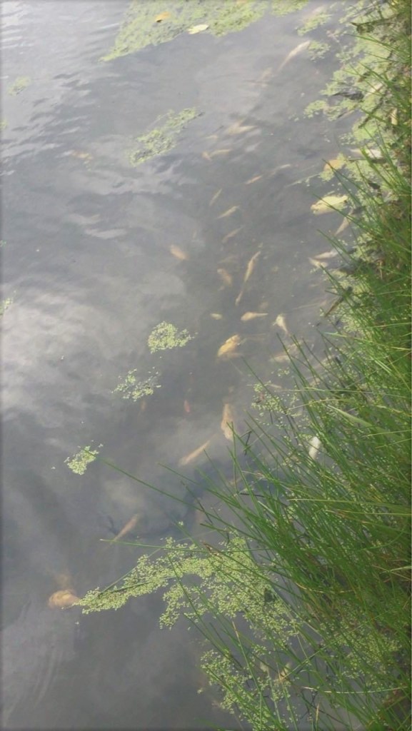 Dead fish found along the shore of Agate Lake (September 19, 2020). Photo: Courtesy of a reader