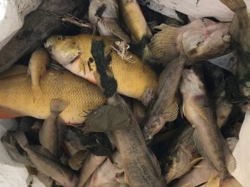 Dead fish recovered from the shore of Agate Lake (September 19, 2020). Photo: Courtesy of a reader