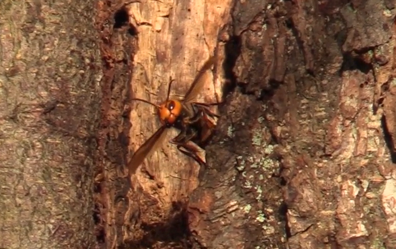 An Asian giant hornet is seen leaving the first nest ever located in the US. (October 22, 2020). Still from a WSDA video