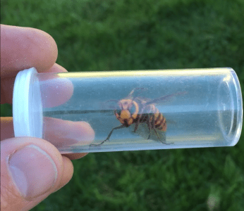 Live captured Asian giant hornet. Source: WSDA