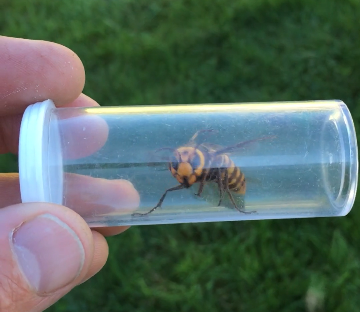 Live captured Asian giant hornet. Source: WSDA