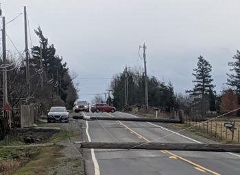 2 downed power poles lie across Mountain View Road after falling during a windstorm with gusts over 50mph (November 17, 2020). Photo courtesy of Tatiana Stone