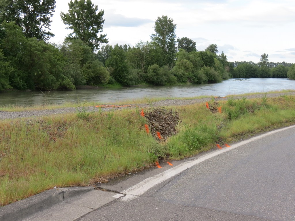 Tire marks indicating the path of a vehicle recovered from the Nooksack River in Ferndale (May 18, 2021). Photo: Whatcom News