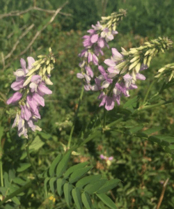 Noxious weed Goatsrue. Source: Whatcom County Noxious Weed Control Board