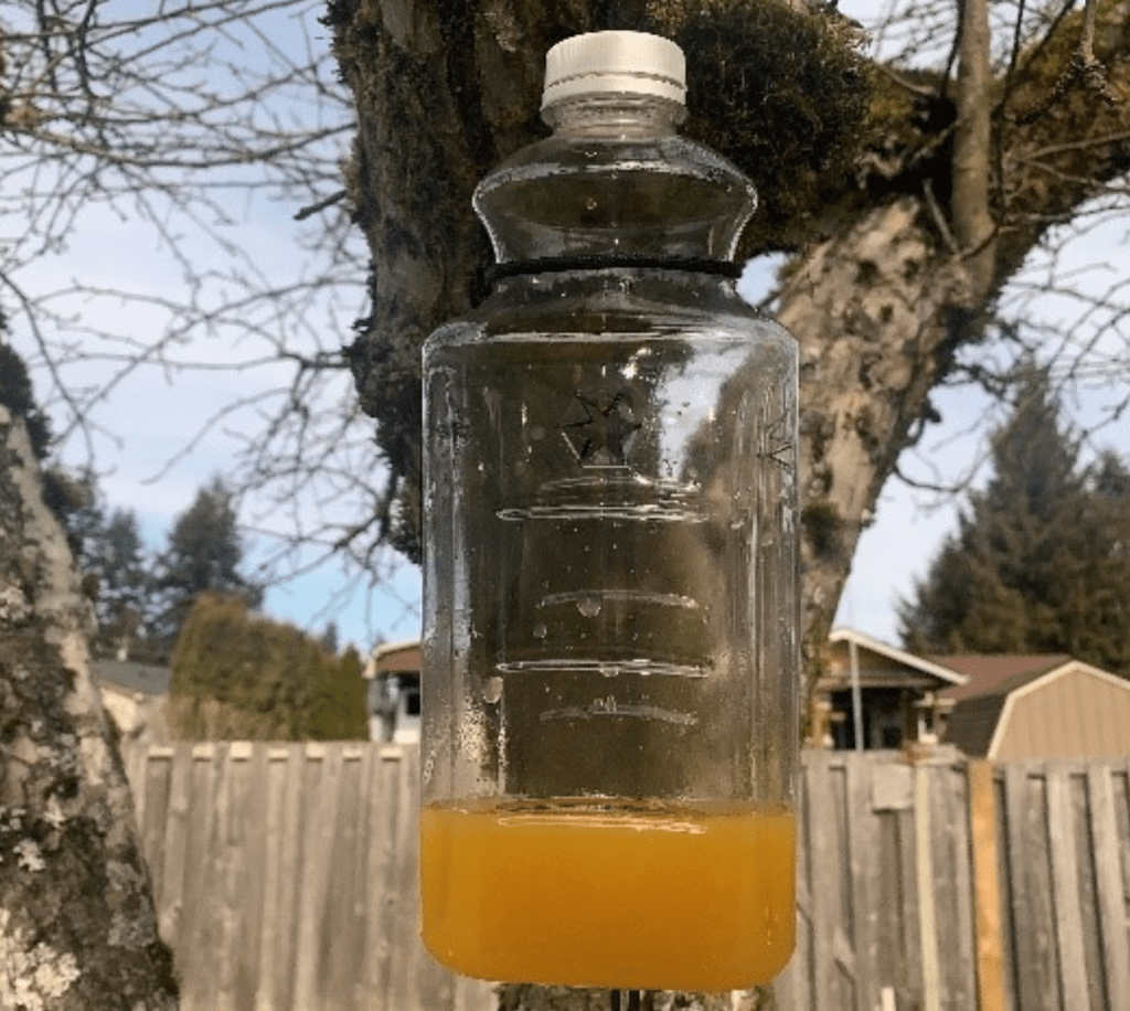 Asian giant hornet bottle trap. Source: WSDA