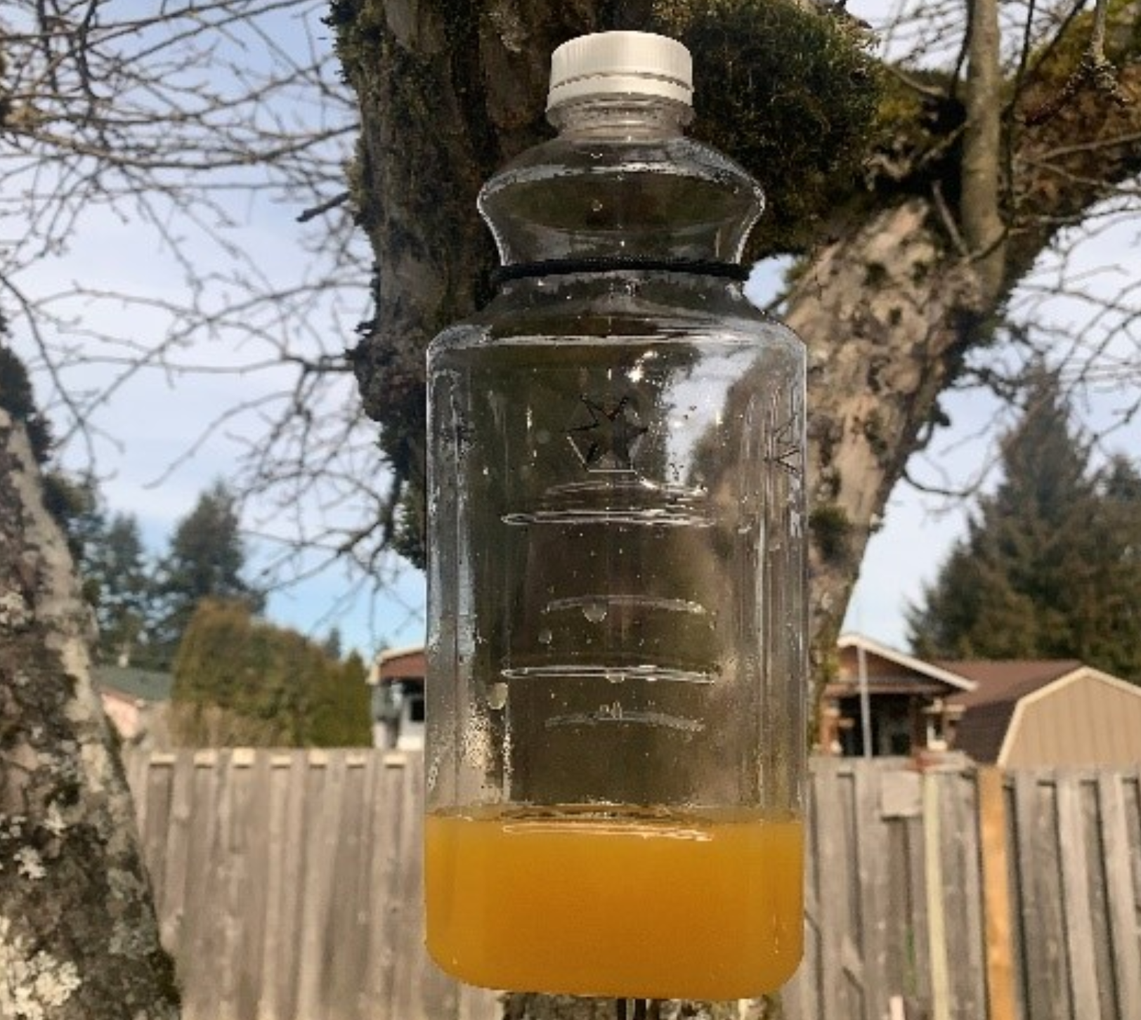 Asian giant hornet bottle trap. Source: WSDA