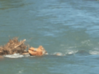 During training, Whatcom Water Rescue Task Force called into action on the Nooksack River