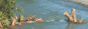 Log jam on Nooksack River (2021). Photo: Whatcom County Public Works