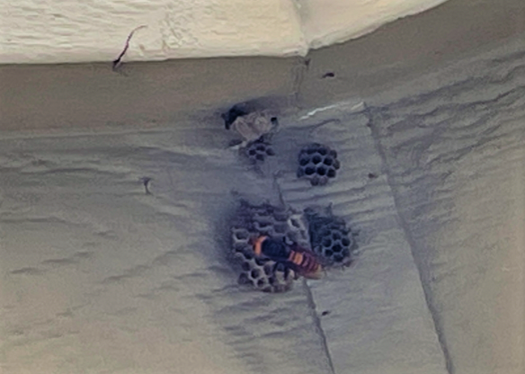 Asian giant hornet seen on paper wasp nests in east Blaine (August 11, 2021). Photo courtesy of WSDA