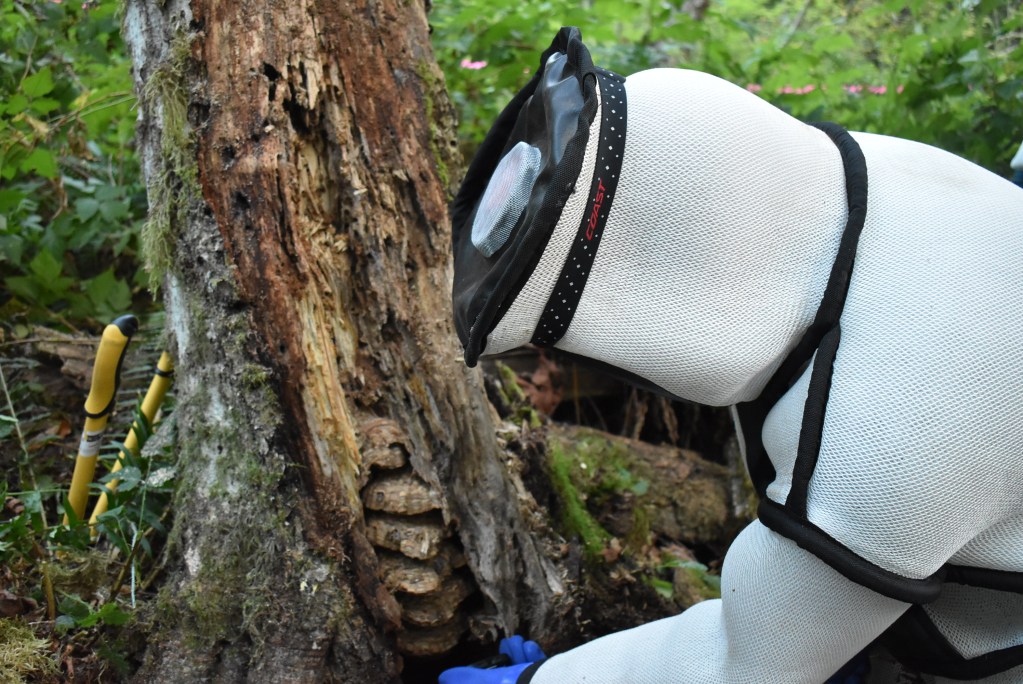 An Asian giant hornet nest in eastern Blaine containing about 1,500 hornets is seen during eradication process (August 25, 2021). Photo courtesy of WSDA