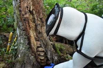 An Asian giant hornet nest in eastern Blaine containing about 1,500 hornets is seen during eradication process (August 25, 2021). Photo courtesy of WSDA