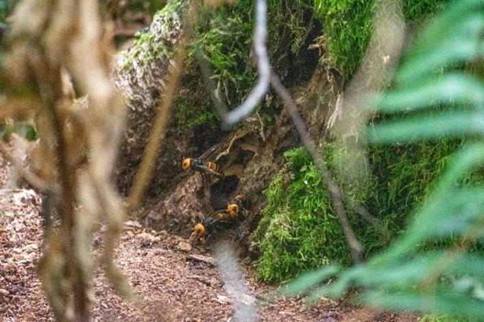 Asian giant hornets are seen entering and leaving a nest at a base of a tree in rural eastern Blaine (August 19, 2021). Photo courtesy of WSDA