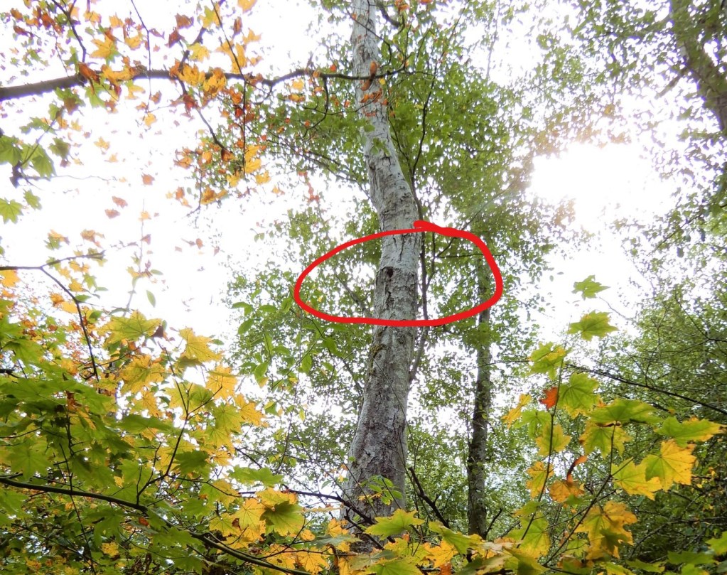 An opening to an Asian giant hornet nest is visible about 20-feet up in a tree trunk (September 15, 2021). Photo courtesy of WSDA