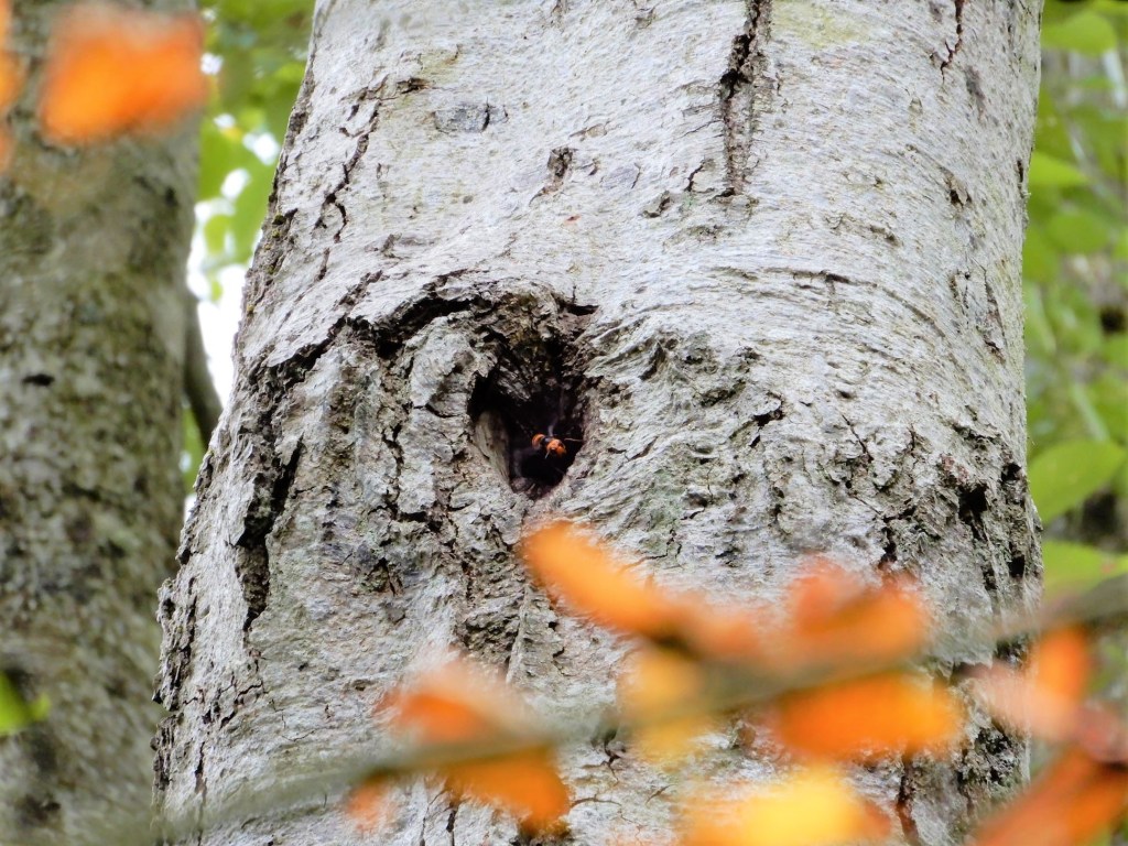 An Asian giant hornet is visible at the opening to its nest in a tree (September 15, 2021). Photo courtesy of WSDA