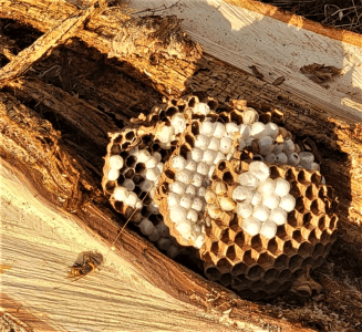 Eradicated Asian giant hornet nest (September 11, 2021). Photo courtesy of WSDA
