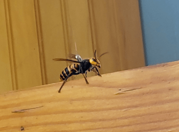 A tagged Asian giant hornet is seen before being released to be tracked back to its nest (September 10, 2021). Photo courtesy of WSDA