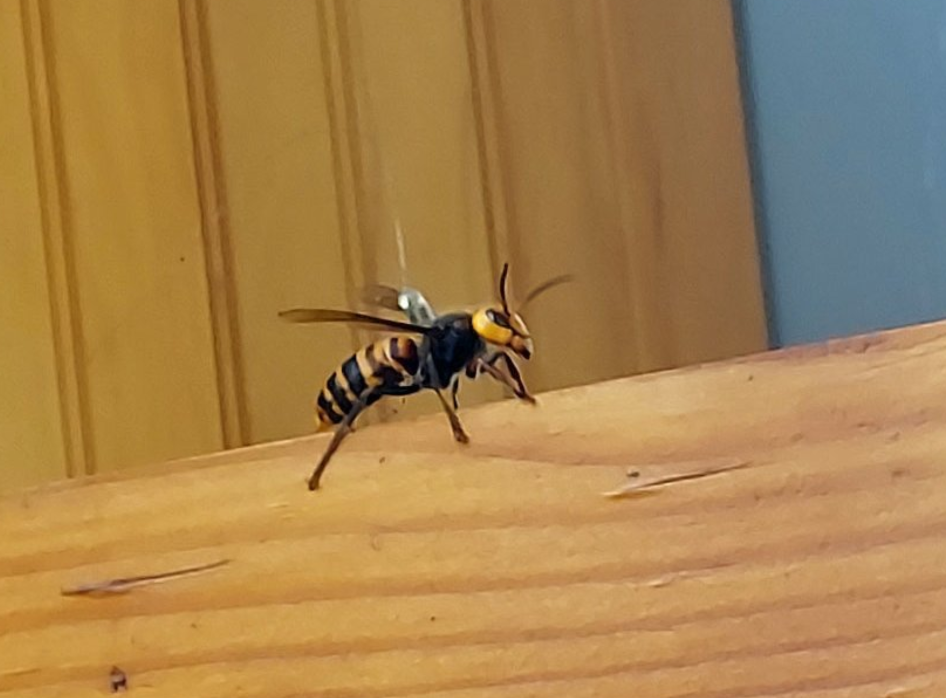 A tagged Asian giant hornet is seen before being released to be tracked back to its nest (September 10, 2021). Photo courtesy of WSDA