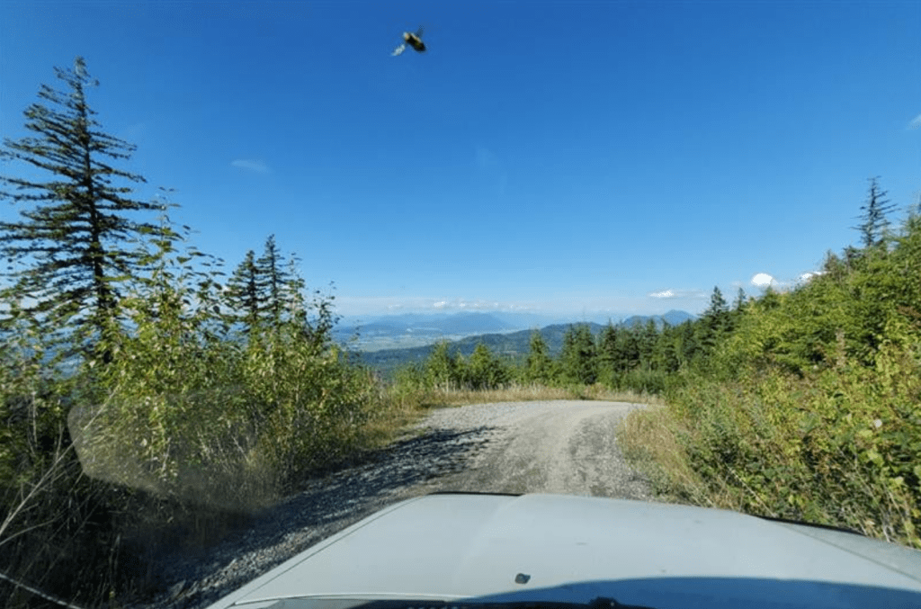 Dashcam image of a suspected Asian giant hornet seen in the foothills of eastern Whatcom County (September 16, 2021). Source: WSDA