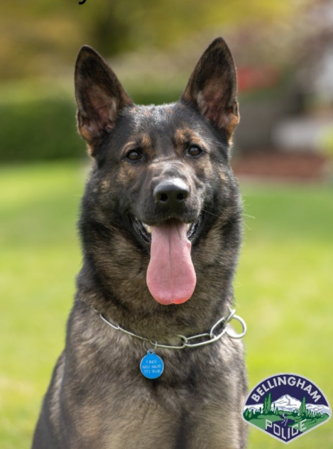 Bellingham Police Department Police Service Dog Rudy (2021). Photo courtesy of BPD