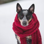 dog wearing crochet scarf with fringe while sitting on snow selective focus photography