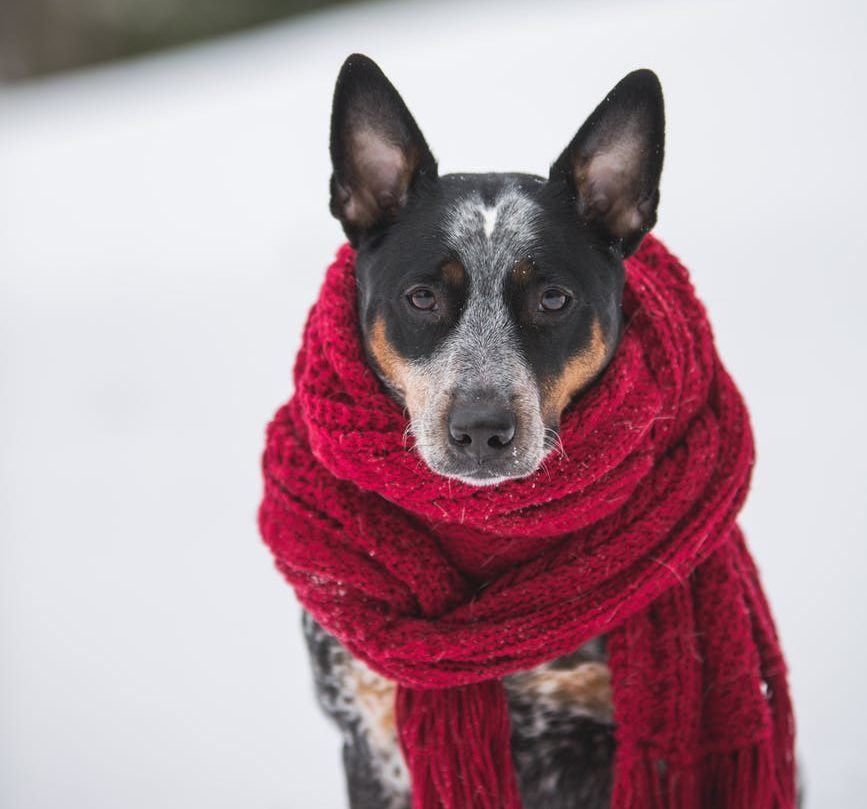 dog wearing crochet scarf with fringe while sitting on snow selective focus photography