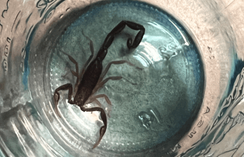 A scorpion captured after being found in an Everson home (January 25, 2022). Photo courtesy of Misty Mostrom