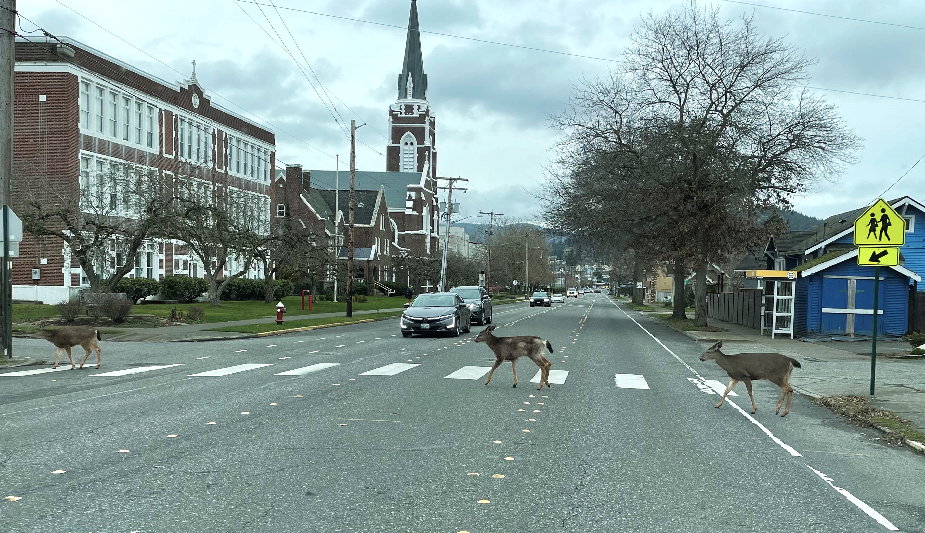 Safety conscious deer caught using crosswalk in Bellingham at Cornwall today (February 5. 2022). Photo courtesy of Melanie T Todd