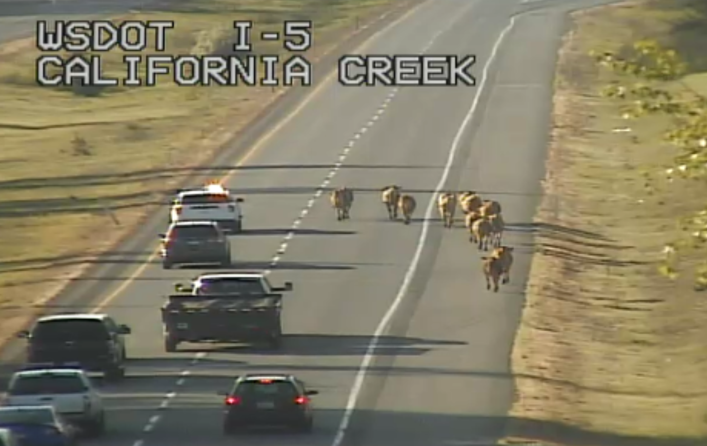 WSDOT camera captured the scene as a WSP trooper herds wandering cows in the southbound I-5 lanes to the Grandview Road off-ramp. (May 14, 2023).
