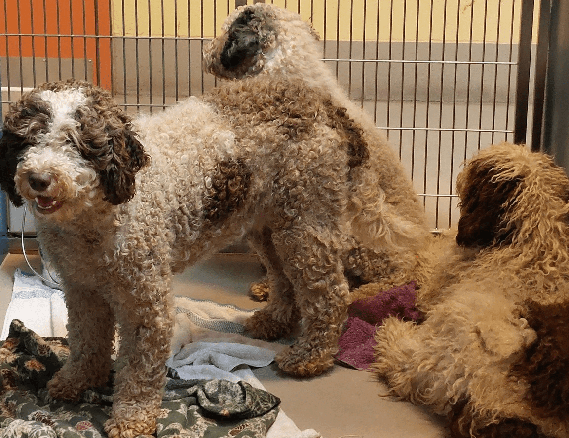 3 of 9 "doodle" breed dogs after arriving at the Whatcom Humane Society (August 2023). Photo: Whatcom Humane Society