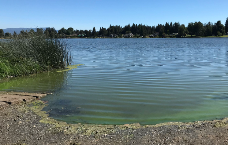 A visible algae bloom at Wiser Lake (undated). Source: Whatcom County Health and Community Services