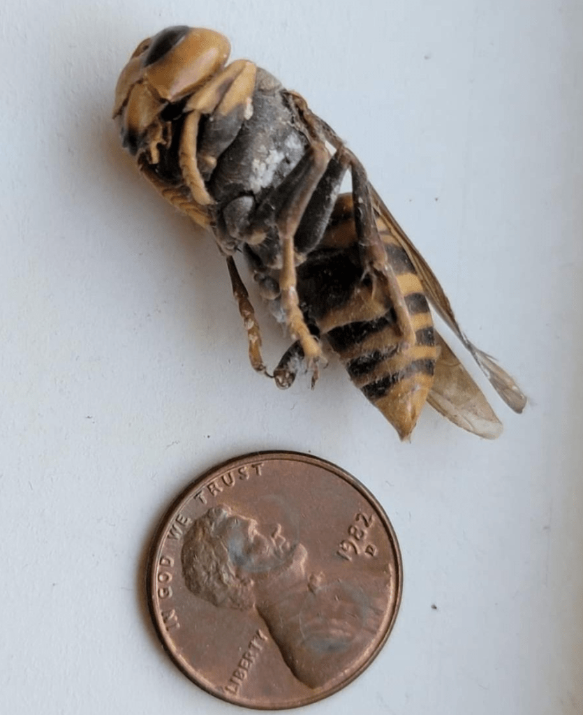 Photo of suspected northern giant hornet reported in Burley, WA. Source: WSDA
