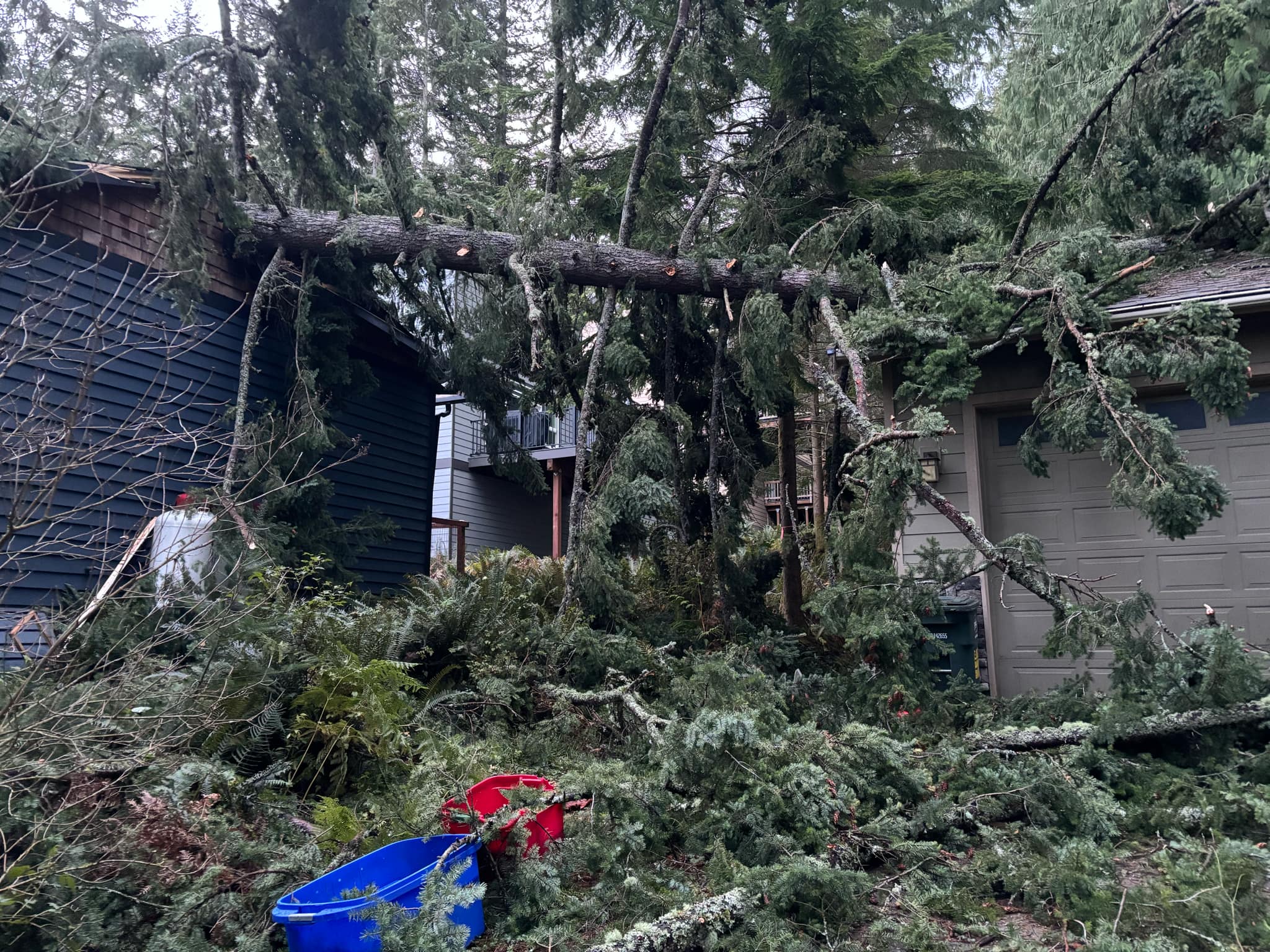 Scene of wind damage in Sudden Valley (November 20, 2024). Photo courtesy of a reader.