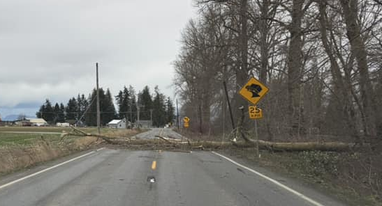 Scene of fallen trees and wires that resulted in closing E Badger Road (December 14, 2024). Photo: Everson Police
