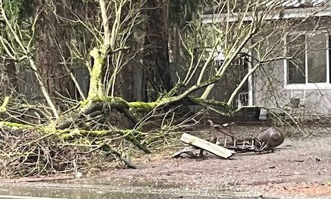 Aftermath of car versus tree crash on Hannegan Road (March 14, 2025). Photo courtesy of Tim Phillips