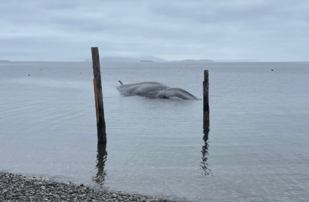 61-foot fin whale dies after stranding on Samish Island beach