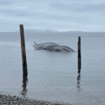 A fin whale stranded on a Samish Island beach (May 5, 2026). Source: NOAA Fisheries West Coast