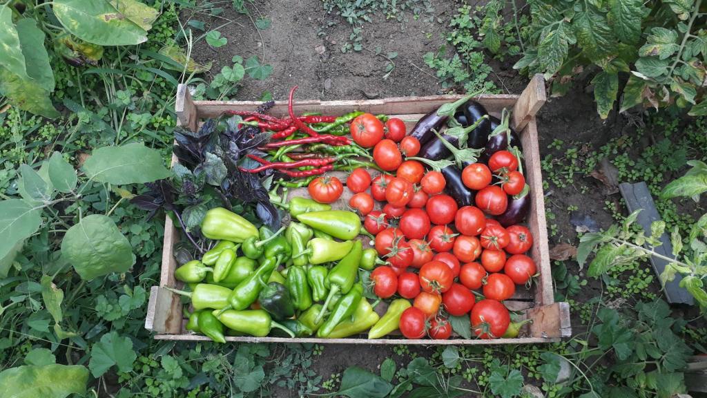 fresh organic vegetables harvest in wooden crate